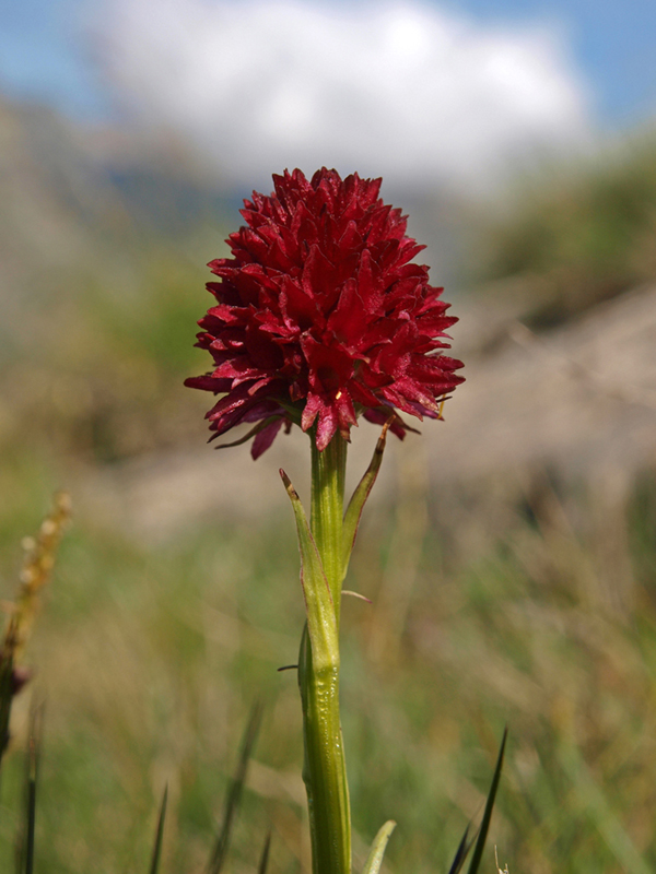 N. austriaca Col de la Croix de Fer 29-06-09 (3b).jpg