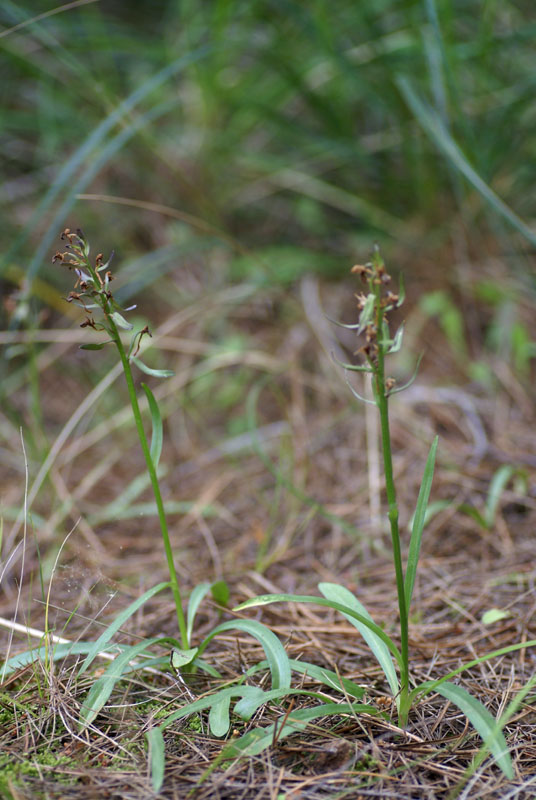 DSC04859-kl.jpg