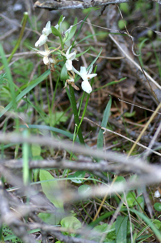 Samos 30 april 2008, hoogte 700m