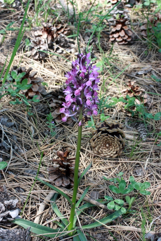 D. romana ssp. romana f. rosea Mihalccik-Eskisehir TU86 050510 (6).JPG