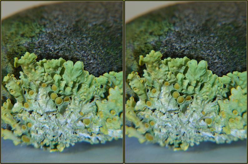 Close-up lens +4 10x zoom.JPG