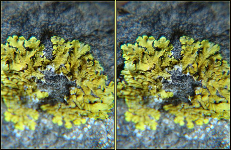 Korstmos 15mm Close-up lens +4 15x zoom.JPG