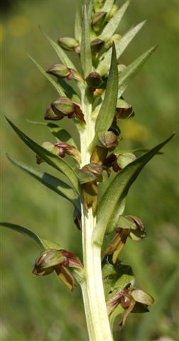 coeloglossum.JPG