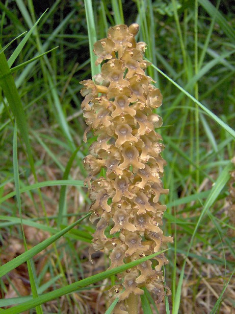 Neottia nidus-avis - 20080606 - Roc de Quillarech - 5.jpg