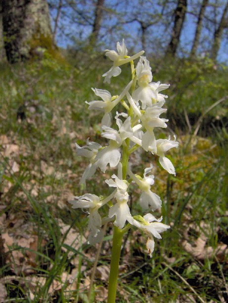 Orchis mascula - 20080426 - Mas d'Azil Dolmen - 1.jpg