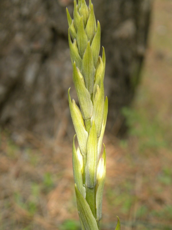 DSCN2193 (600 x 800).jpg