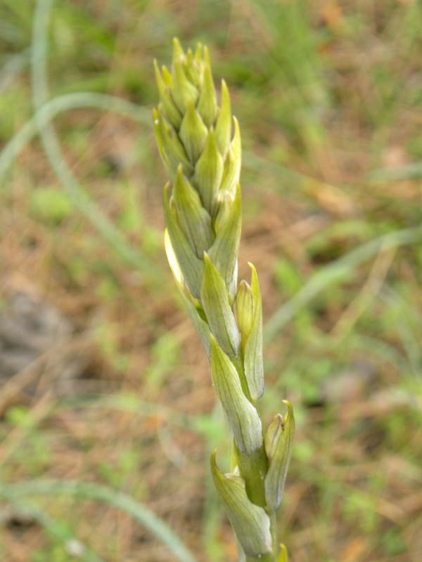 DSCN2194 (600 x 800).jpg