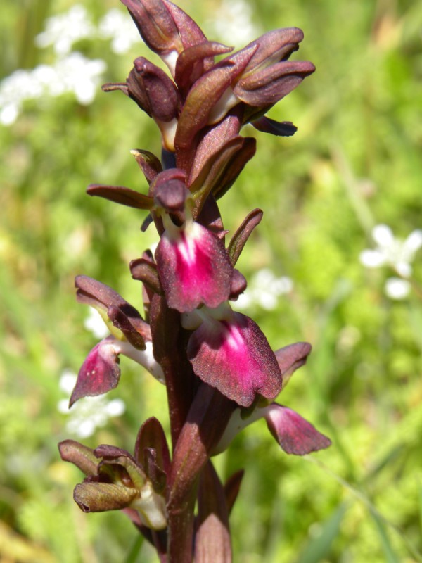 Anacamptis collina