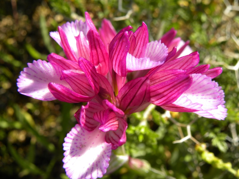 Anacamptis papilionacea ssp alibertis