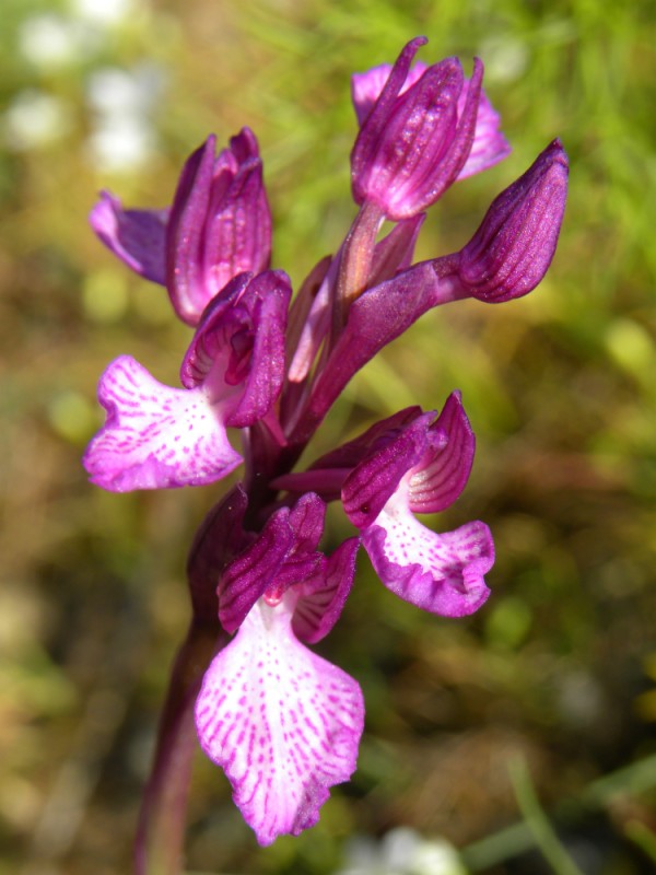 Anacamptis boryi x Anacamptis papilionacea