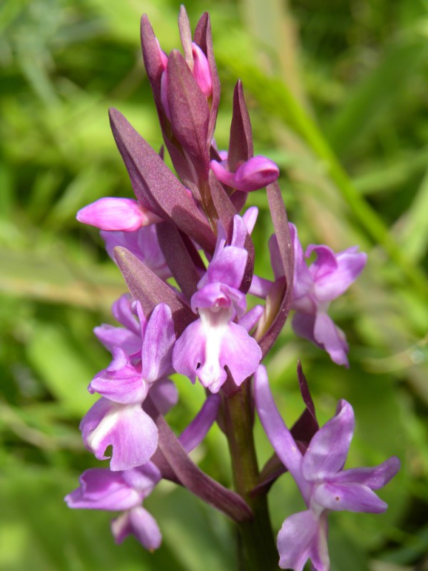 Dactylorhiza romana