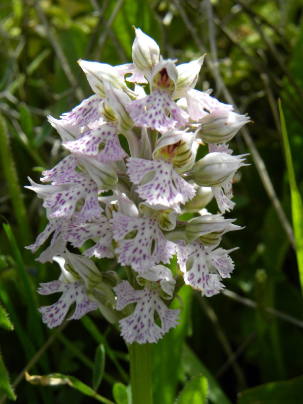 Neotinea lactea x Neotinea tridentata
