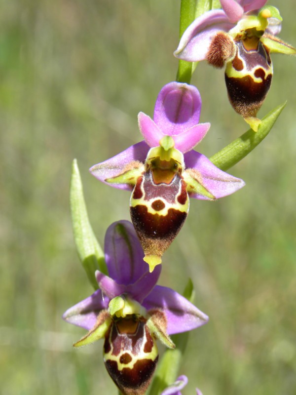 Ophrys heldreichii