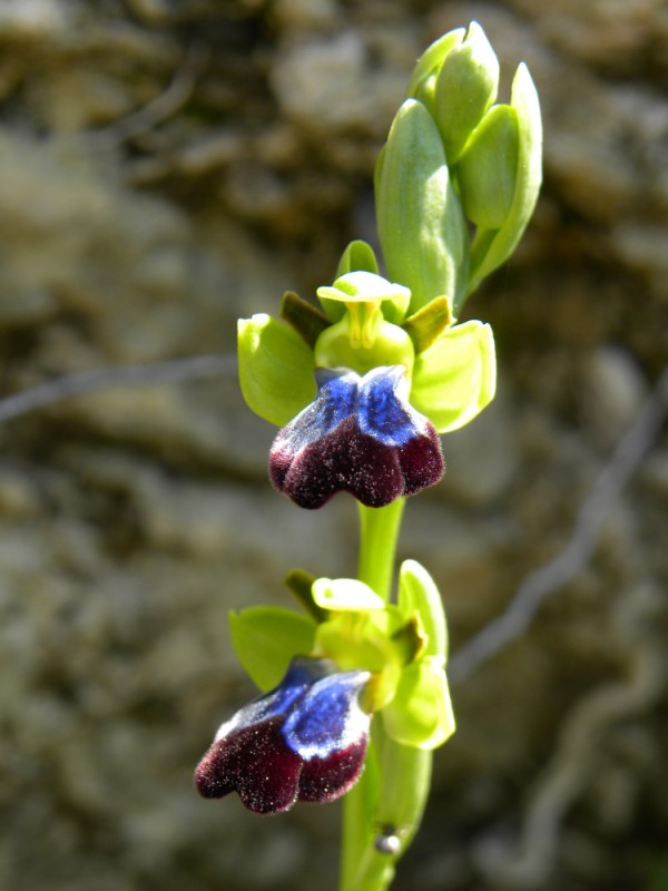 Ophrys iricolor