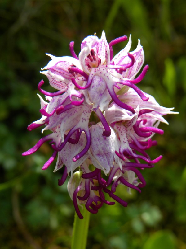 Orchis simia