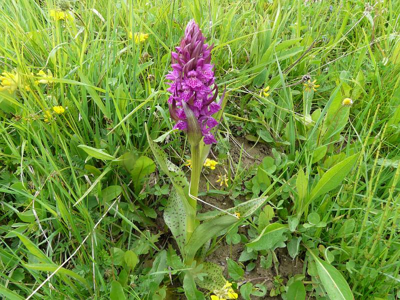 Dactylorhiza maculata (2).JPG