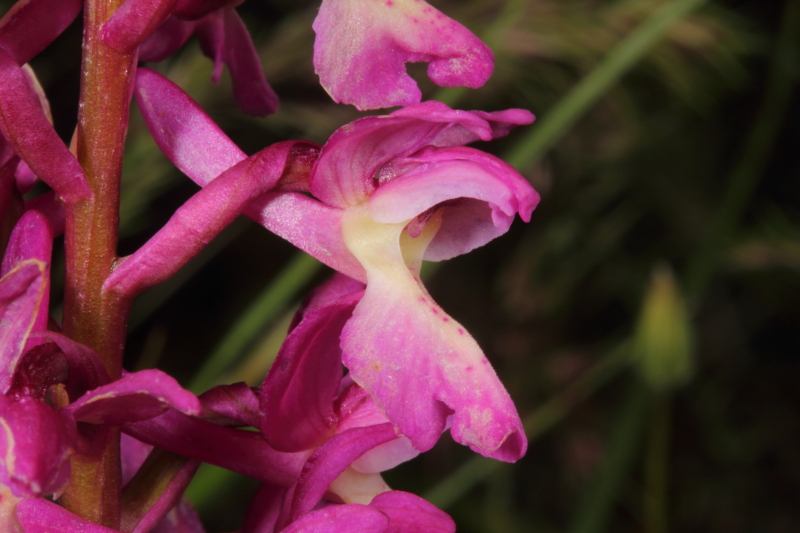 Orchis xpenzigiana_IMG_0288.jpg
