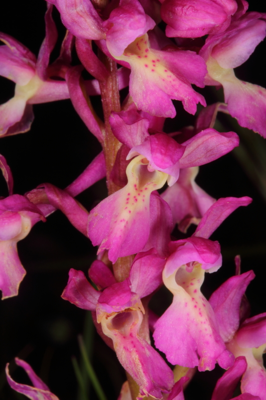 Orchis xpenzigiana_IMG_0283.jpg
