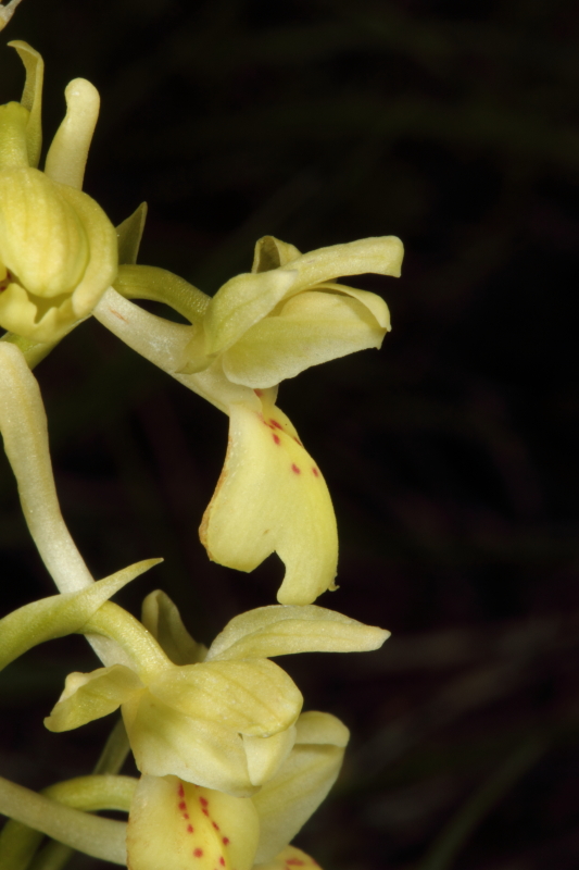 Orchis provincialis_IMG_0315_1.JPG