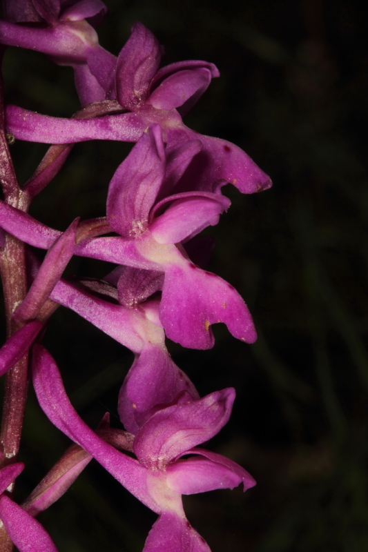 Orchis xpenzigiana_IMG_0327_1.JPG