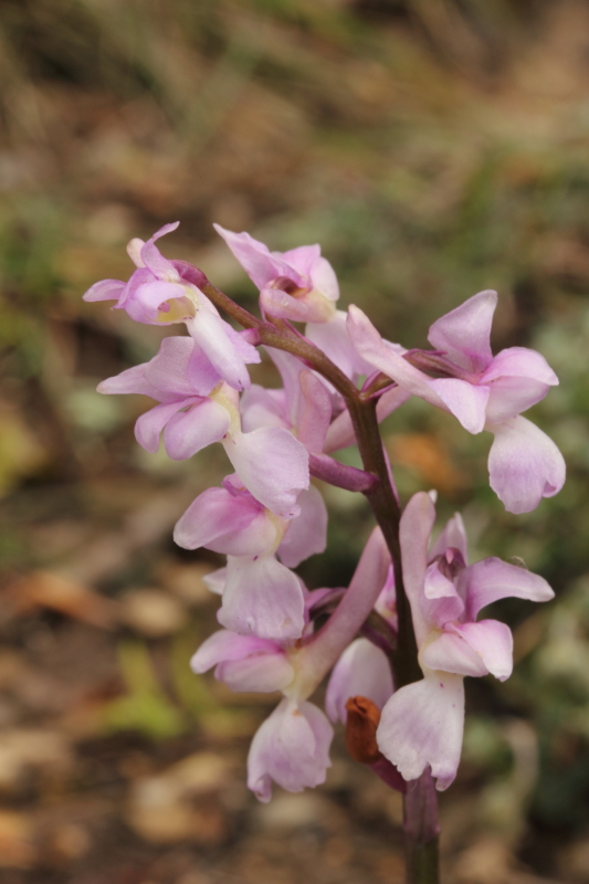 Orchis xpenzigiana_IMG_0299_1.JPG