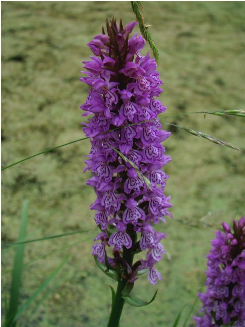 Dactylorhiza Fistulosa-1mb.jpg