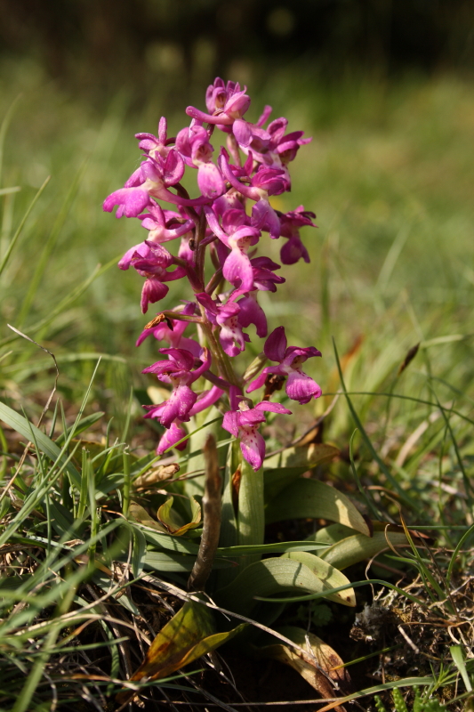 Orchis xpenzigiana_IMG_5767_1.JPG