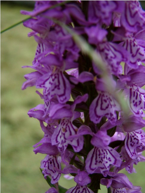 Dactylorhiza Fistulosa1mb.jpg