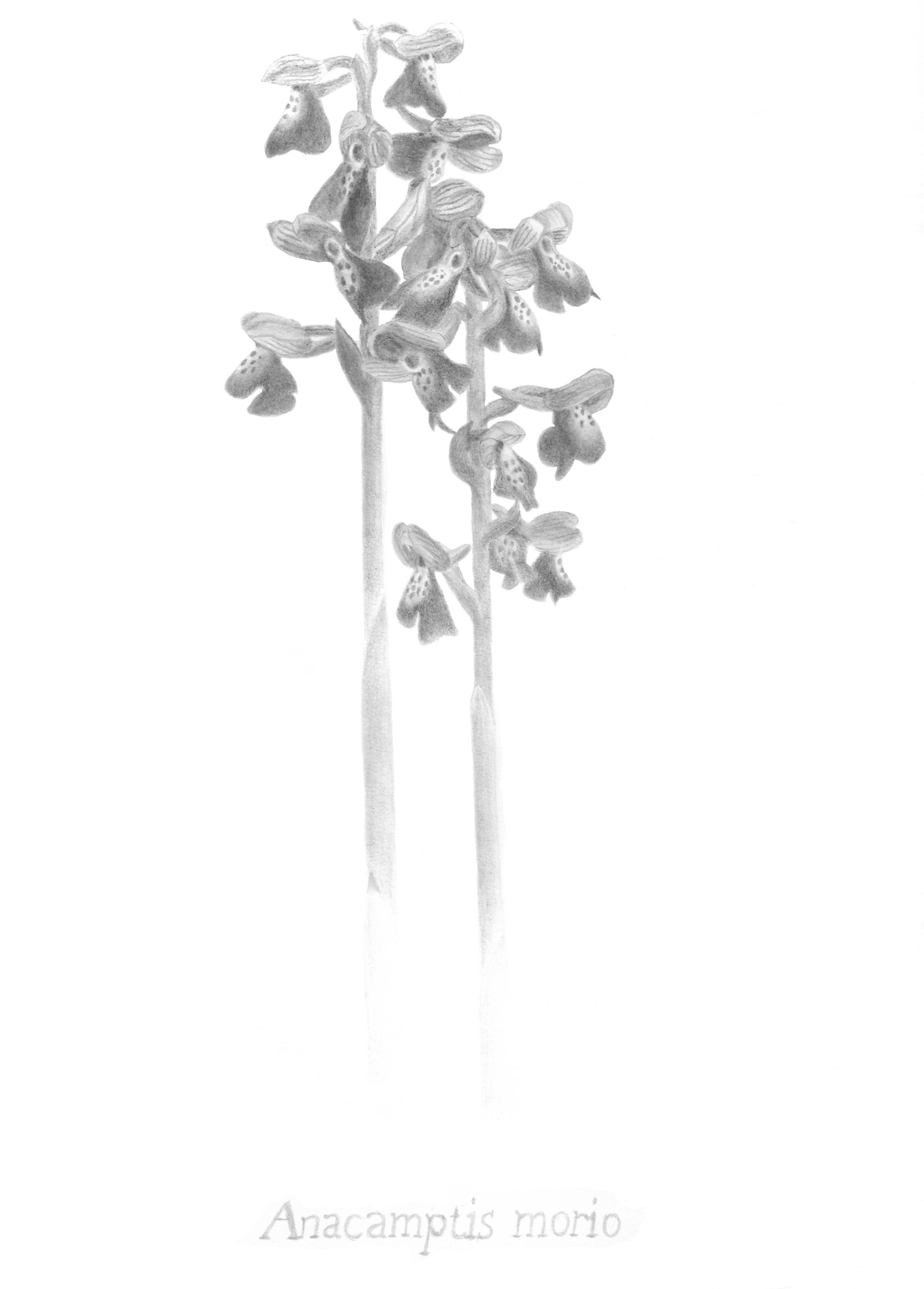 Anacamptis_morio_voor_website.jpg