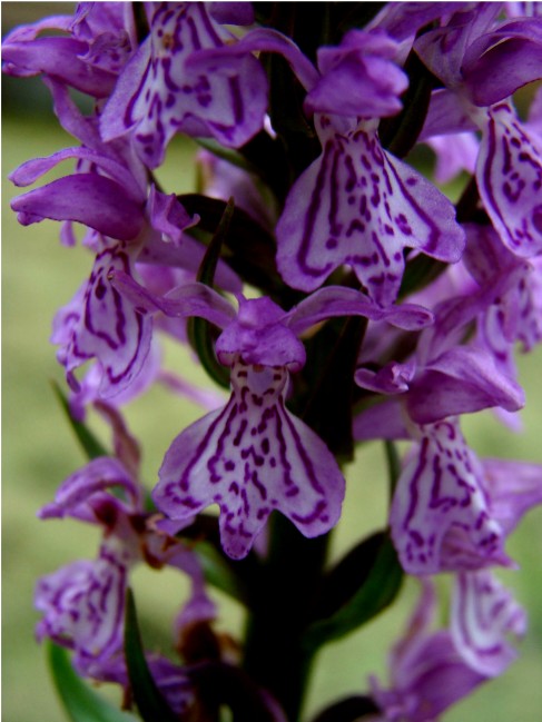 Dactylorhiza Fistulosa3-1mb.jpg