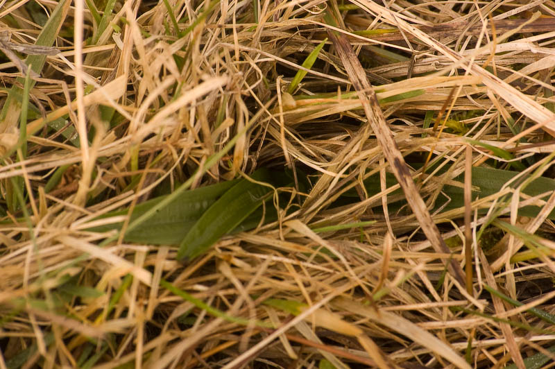 anacamptis_morio_skylge (1 of 1).jpg