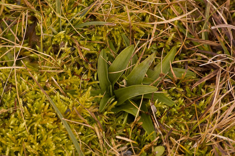 anacamptis_morio_skylge (1 of 1)-2.jpg