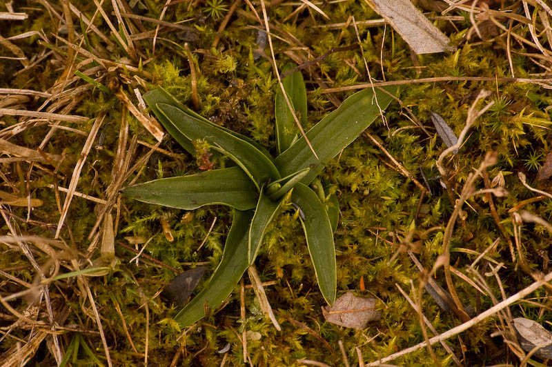 anacamptis_morio_skylge (1 of 1)-3.jpg