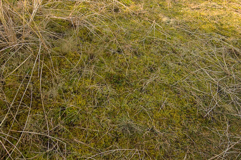 anacamptis_morio_skylge_biotoop (1 of 1).jpg