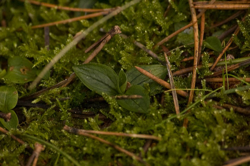 goodyera_repens_skylge (1 of 1).jpg