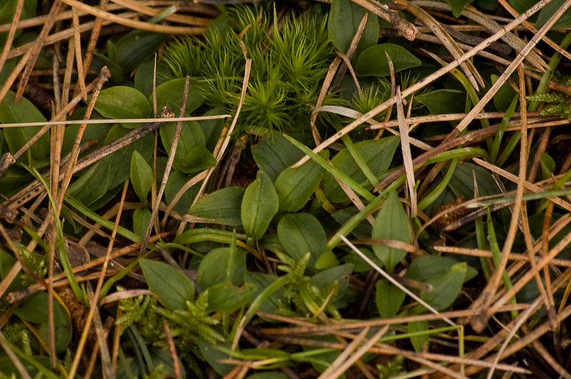goodyera_repens_skylge (1 of 1)-2.jpg