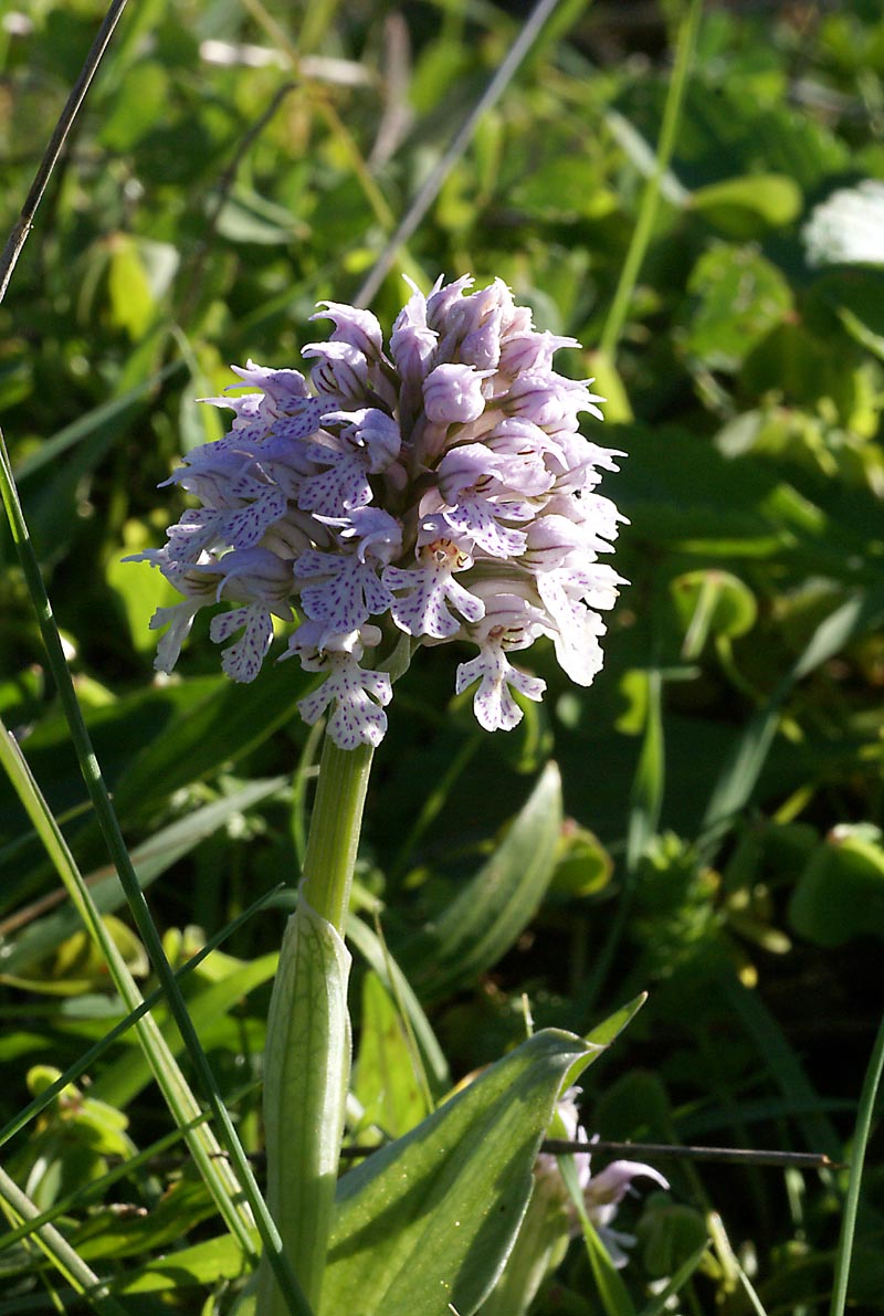 Orchis conica  2 feb 2011