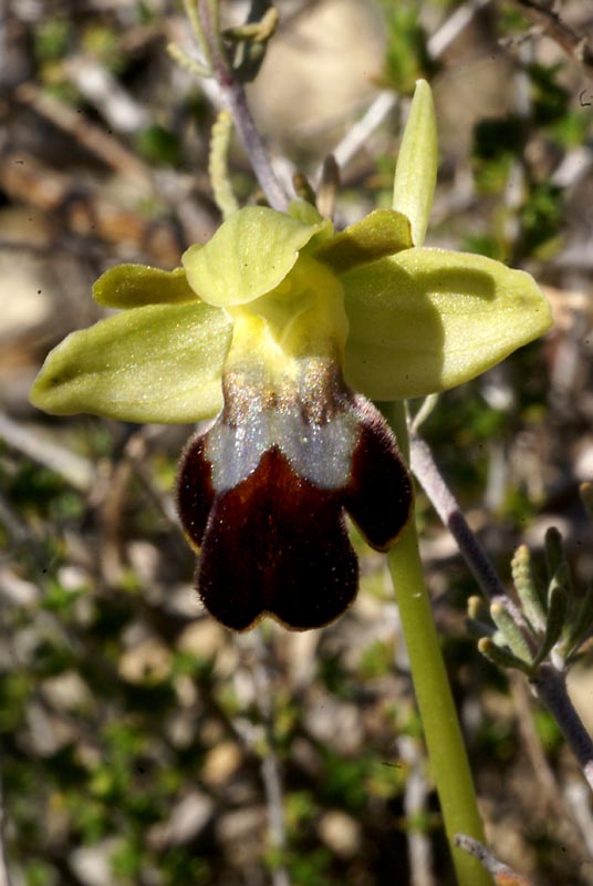Ophrys fusca  5 feb 2011