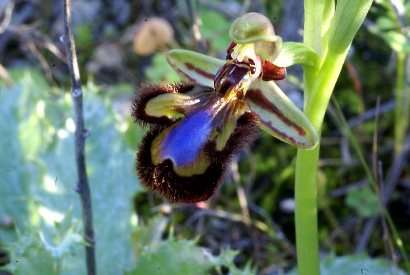 Ophrys speculum  6 feb 2011