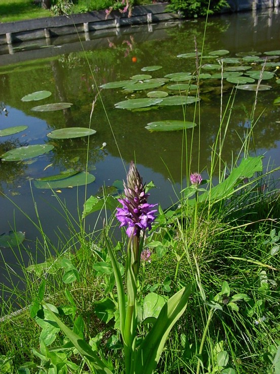DACTYLORHIZA-PURPURELLA-3-50.jpg