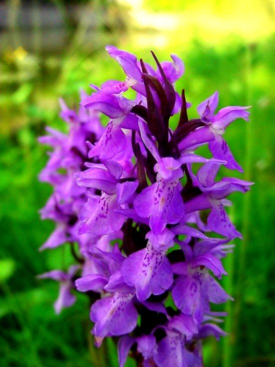 DACTYLORHIZA-PURPURELLA-1-CL-50.jpg