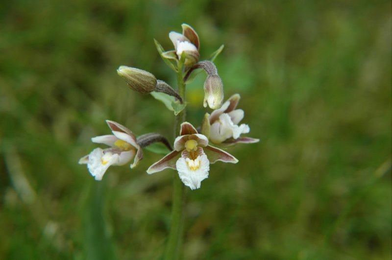 moeraswespenorchisepipactispalustris.jpg