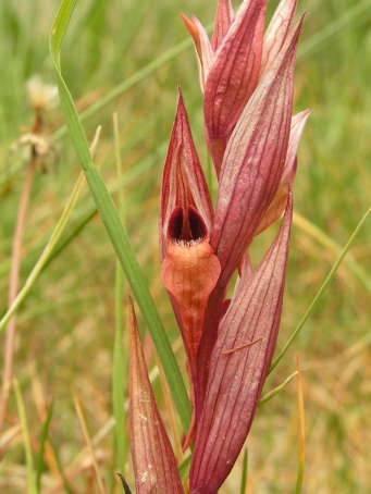 S. orientalis 1.jpg