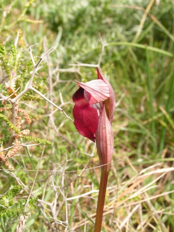 S. orientalis 2.jpg