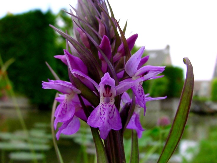 DACTYLORHIZA-PURPURELLA-CL-50.jpg