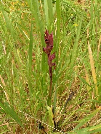 PICT0346.JPG