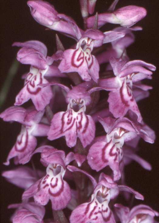 Juiste naam<br />Dactylorhiza-fistulosa