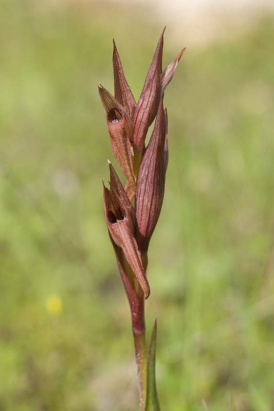 Serapias bergonii - 20090412 - Lesvos.jpg