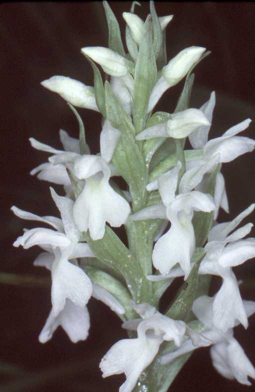 Juiste naam<br />Dactylorhiza-fistulosa-alba