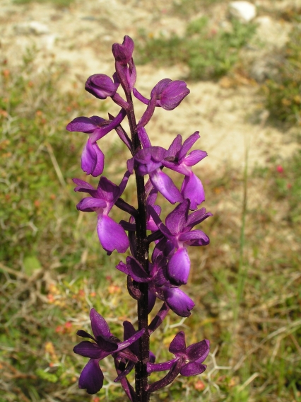 PICT0435.JPG